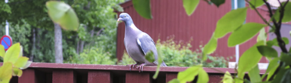 BRF Skäcklinge Äng