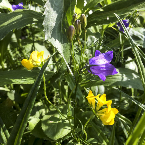 midsommarblomster