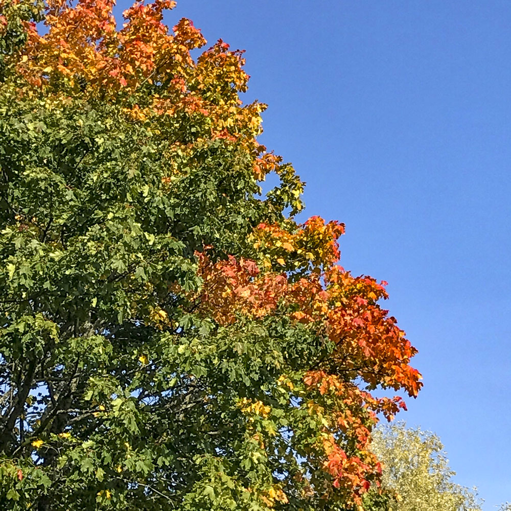 höst, autumn