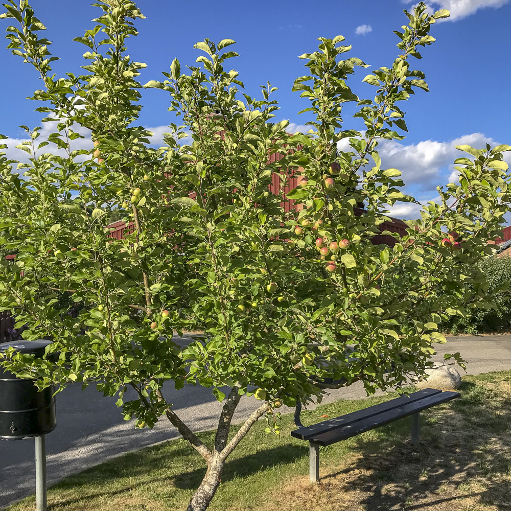 appletree, äppelträd