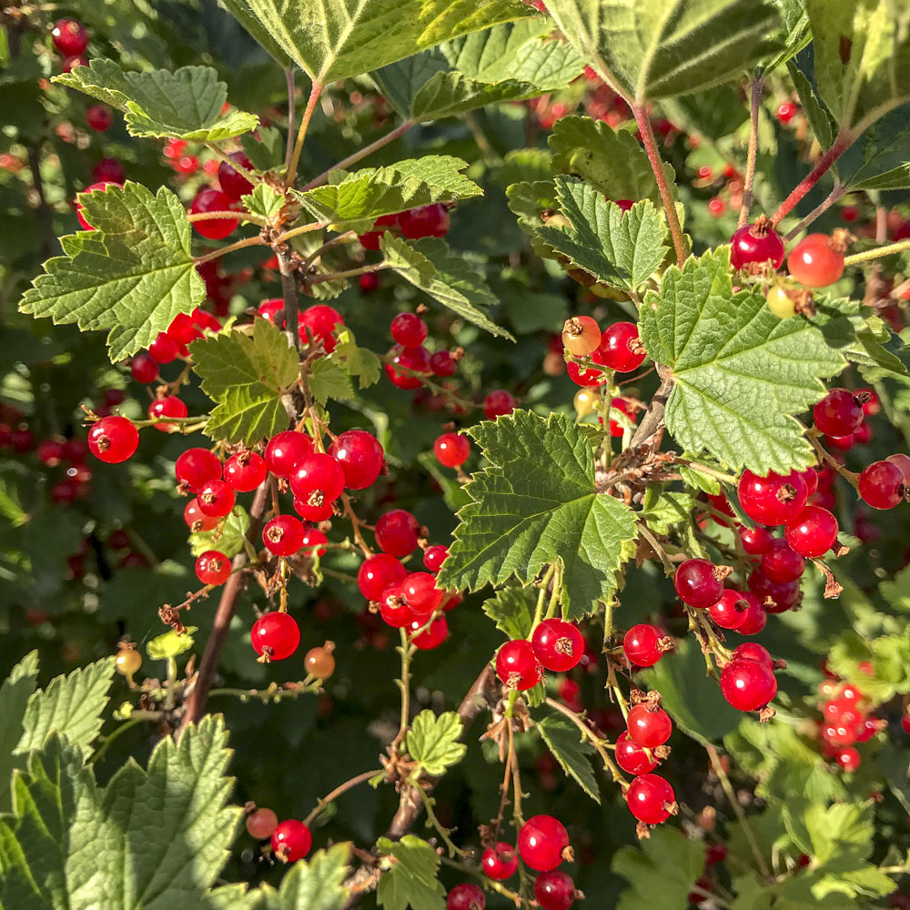 rödavinbär, redcurrants