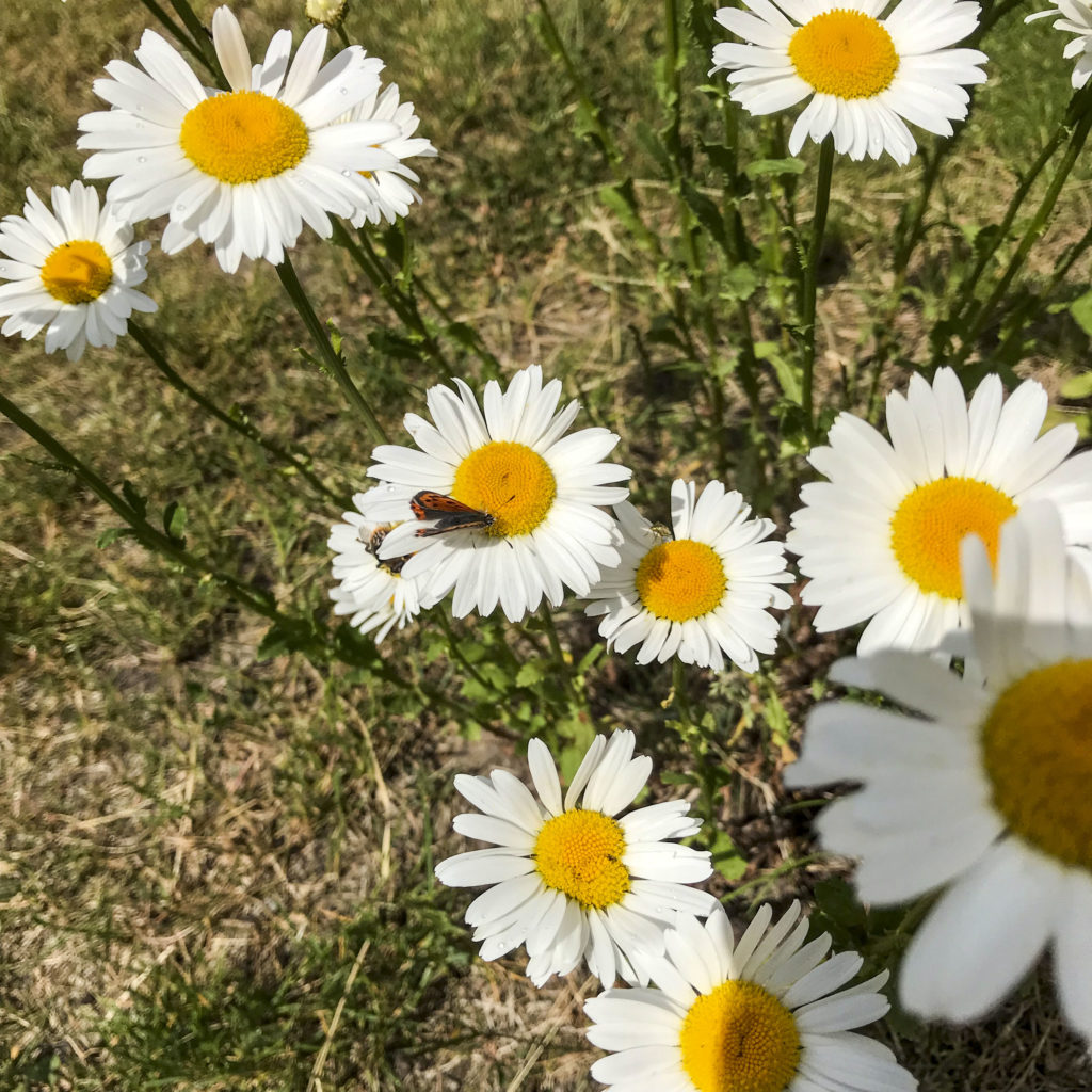 Prästkragar/Daisies